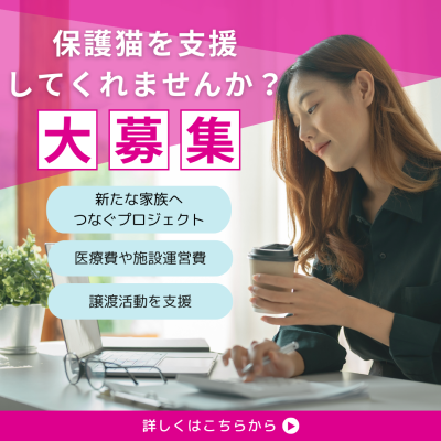 ◎Reinaと共に保護猫を支援してくれませんか？◎ ～新たな家族へつなぐプロジェクト～
